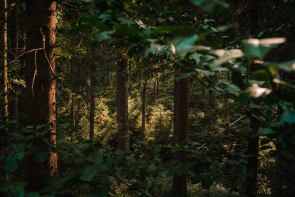 Die Kraft des Waldes