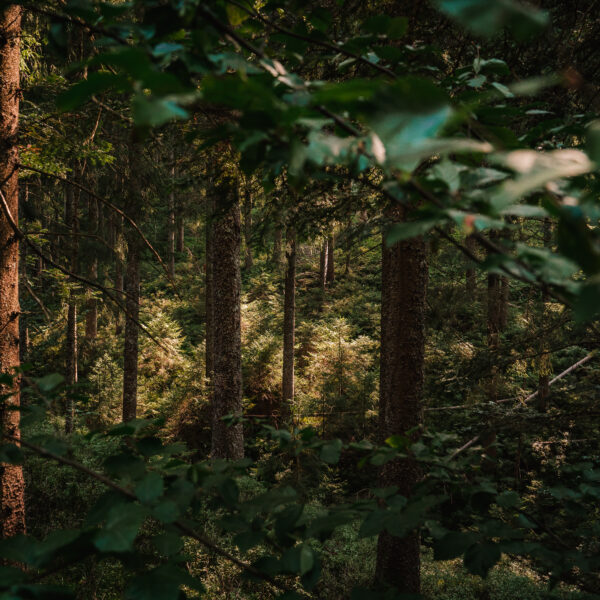 Die Kraft des Waldes