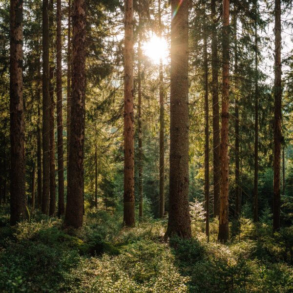Abendlicht im Wald