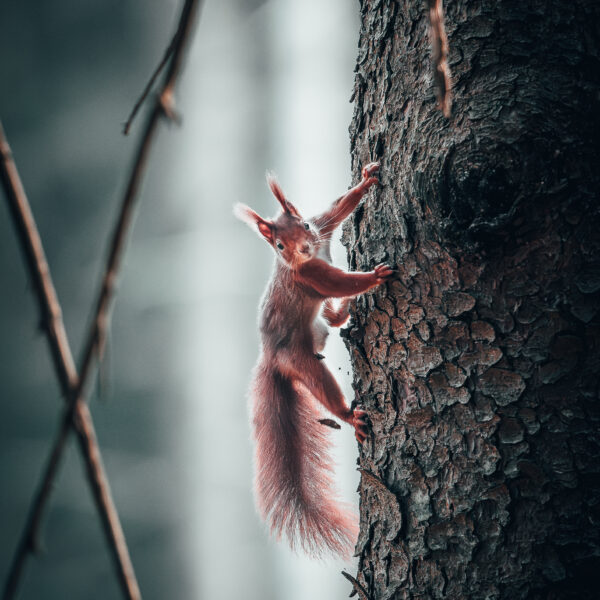 "Eichhörnchen 2"