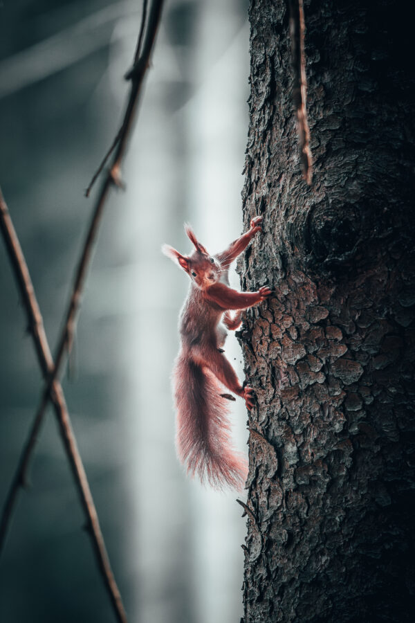 "Eichhörnchen 2"