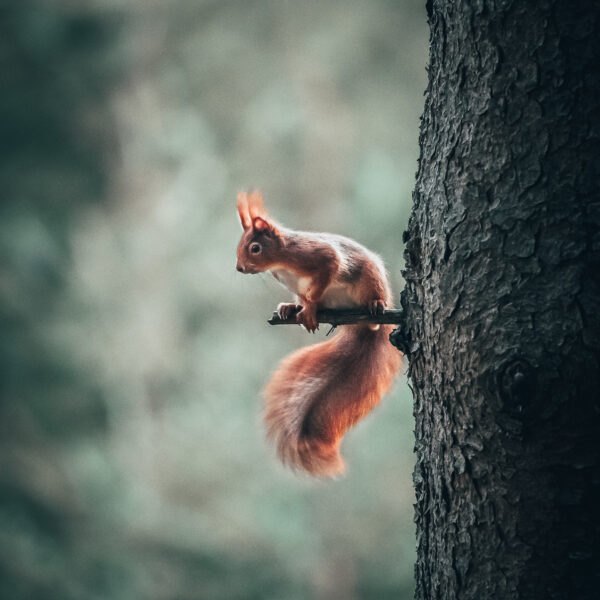 "Eichhörnchen 1"