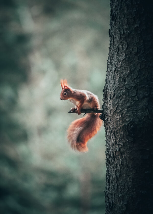 "Eichhörnchen 1"
