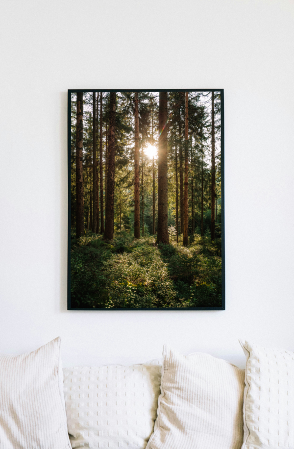 Abendlicht im Wald – Bild 3