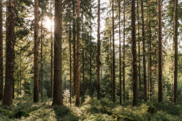 zwischen Licht und Stille