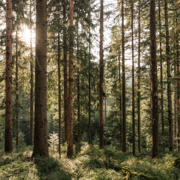 zwischen Licht und Stille