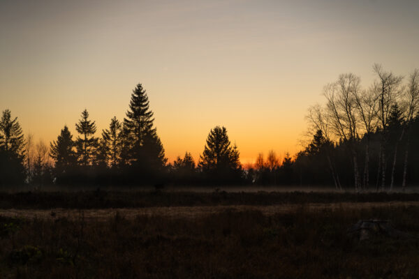 Abendstimmung im Nationalpark Schwarzwald