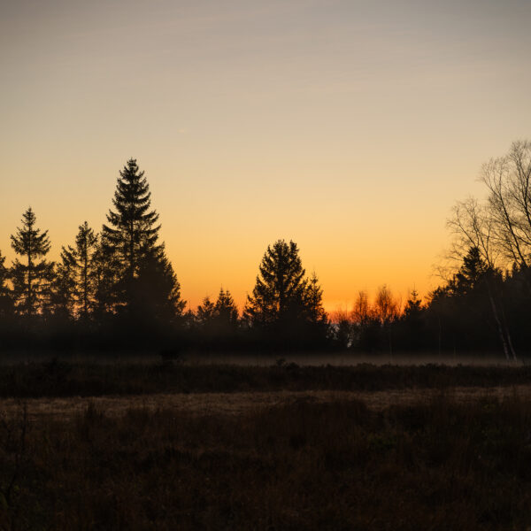Abendstimmung im Nationalpark Schwarzwald
